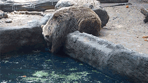 42 Adorable Things To Take Your Mind Off The World Imploding