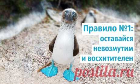 Правила жизни голубоногих олуш