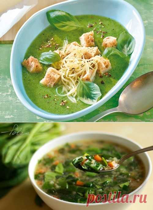 Зеленые супы: 4 популярных рецепта / Простые рецепты