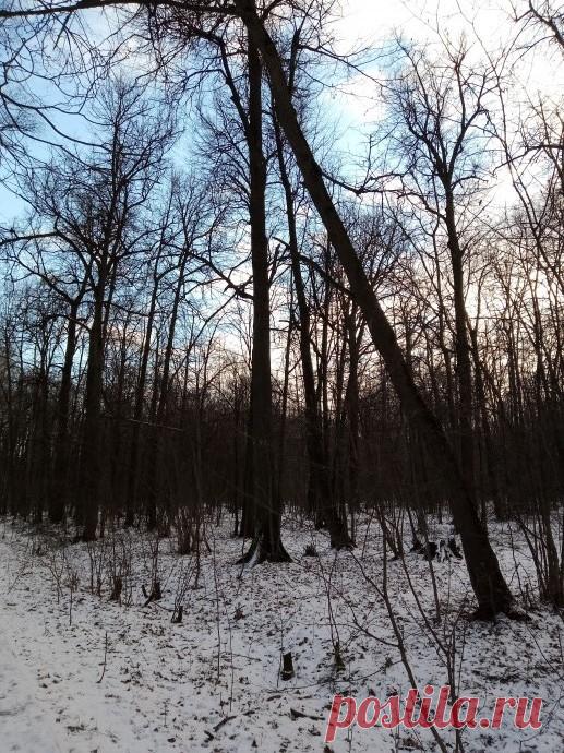 Наши прогулки.