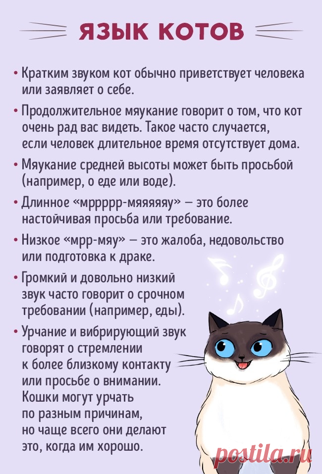 Как найти общий язык со своим котом