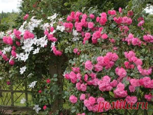 Схемы посадок для розы. Выбирайте лучшее + Видео садовой красоты