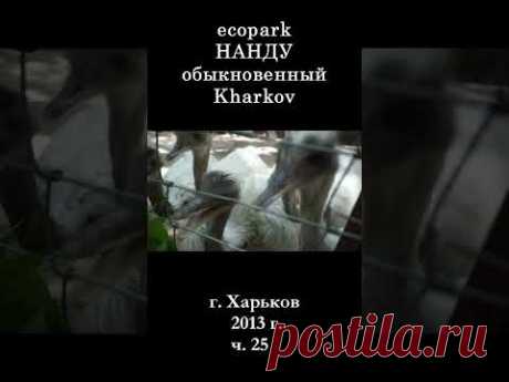 █ НАНДУ это страус? ЭкоПарк Харьков / ч. 25 / 2013 г. #shorts