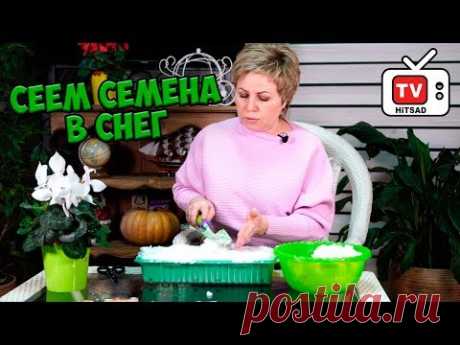 Самый эффективный способ посадки мелких семян 🌟 Посадка семян в снег 🌟 Мастер класс в прямом эфире