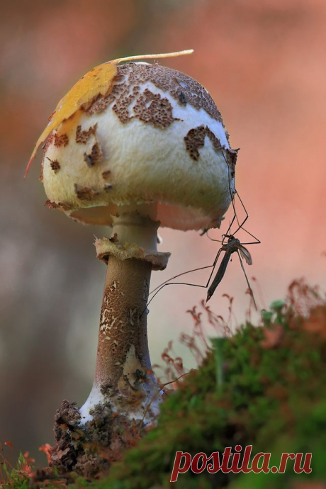 (15) Beautiful World