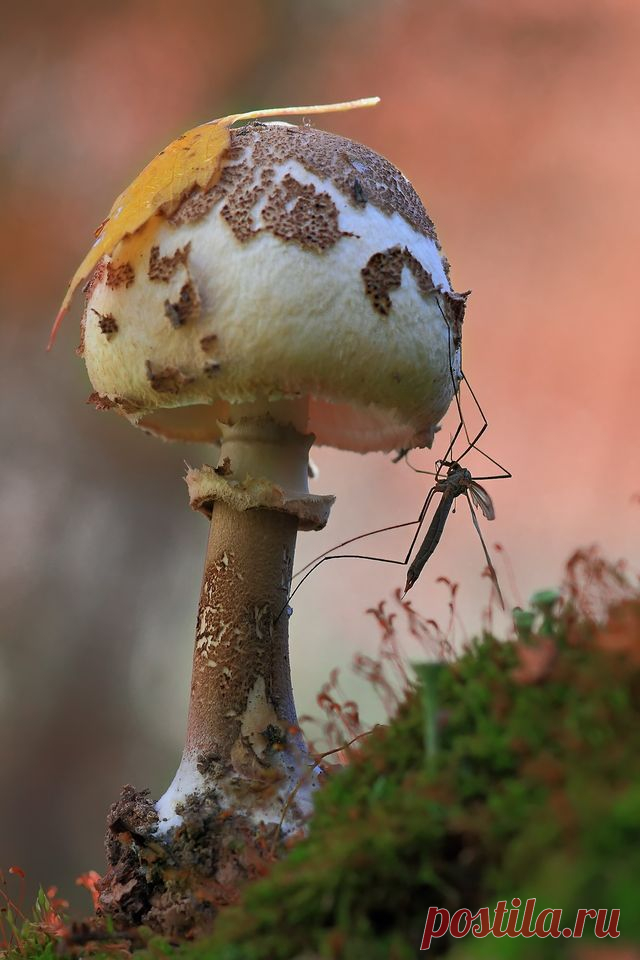 (15) Beautiful World