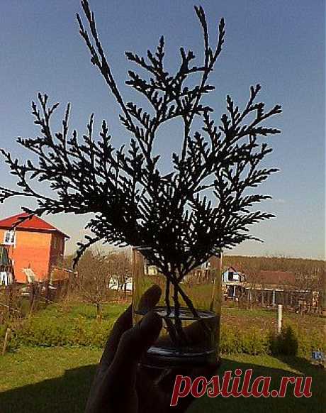 Живая изгородь