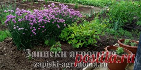 В статье рассказано о работах которые нужно провести осенью на даче.