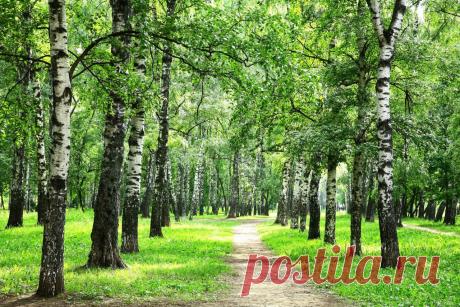 Обои Леса Лето Березы Тропа Трава Природа -  : 387851