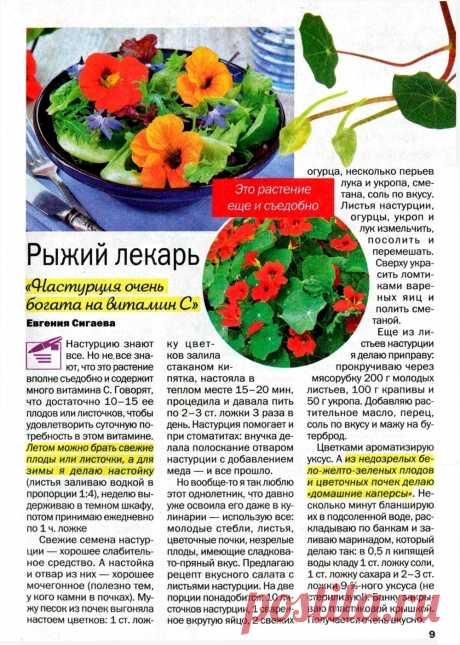 Настурция - рыжий лекарь