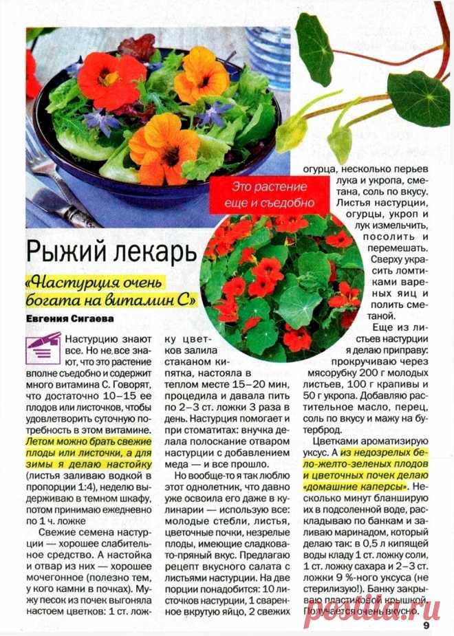 Настурция - рыжий лекарь