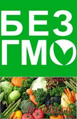 Что такое ГМО и вред ГМО для человека