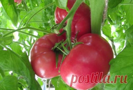 Томат розовый: сладость совершенства
Мир томатов разнообразен. И с каждым годом, благодаря работе селекционеров, появляется все больше новых, необычных по форме и цвету, оригинальных по вкусу сортов. Одни из самых необычных - розовы…