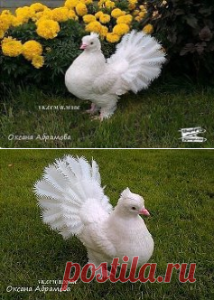 (10) Одноклассники