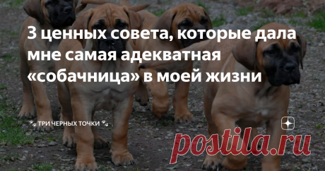 3 ценных совета, которые дала мне самая адекватная «собачница» в моей жизни Я по сей день храню очень теплые воспоминания об этой женщине и восхищаюсь ее отношениями со своим песиком, которые не могу назвать иначе, как идеальные. После нее я никогда не встречала настолько вдумчивых, ответственных и адекватных владельцев собак, серьезно! 

Но обо всем по порядку...