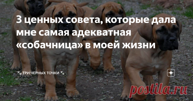 3 ценных совета, которые дала мне самая адекватная «собачница» в моей жизни Я по сей день храню очень теплые воспоминания об этой женщине и восхищаюсь ее отношениями со своим песиком, которые не могу назвать иначе, как идеальные. После нее я никогда не встречала настолько вдумчивых, ответственных и адекватных владельцев собак, серьезно! 

Но обо всем по порядку...