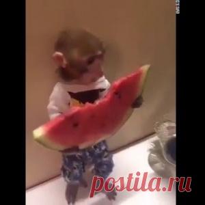 Как обезьянка арбуз ела. Доза позитива и милоты гарантированна! - МирТесен