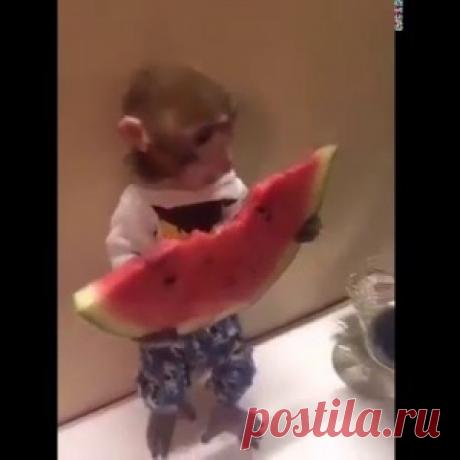 Как обезьянка арбуз ела. Доза позитива и милоты гарантированна! - МирТесен