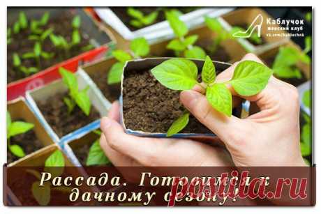 Рассада. Готовимся к дачному сезону!