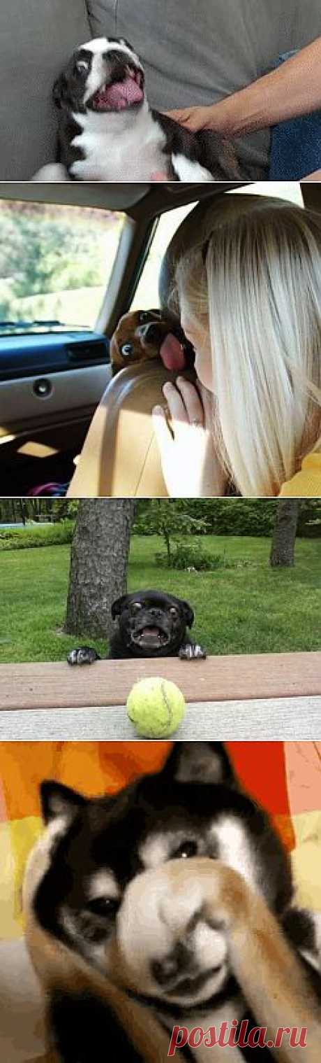Уморительные моменты из жизнь собак | Улетные картинки