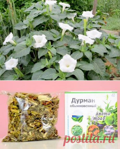 Дурман обыкновенный в рецептах народной медицины.