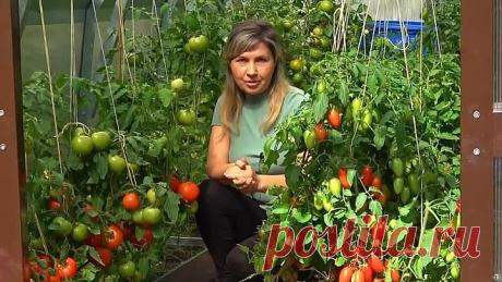 БОРНАЯ КИСЛОТА СПАСЕТ ВАШИ ТОМАТЫ В АВГУСТЕ!