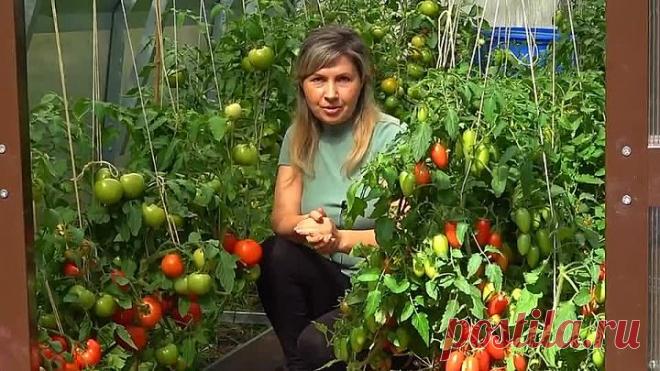 БОРНАЯ КИСЛОТА СПАСЕТ ВАШИ ТОМАТЫ В АВГУСТЕ!