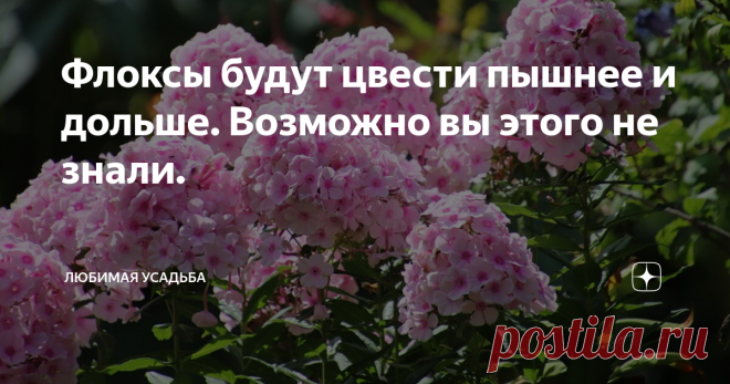 Флоксы будут цвести пышнее и дольше. Возможно вы этого не знали. Со своими флоксами я особо никогда не вожусь. Но все же не могу сказать, что это совсем неприхотливые цветы. Есть у них свои прихоти. Есть и такие моменты,  если знать которые, то можно продлить цветение флоксов подольше. Вот какие наблюдения я сделала за много лет выращивания этих цветов.  Оговорюсь, что проживаю я на жарком юге и некоторая информация может быть  не актуальна для более холодных регионов.  На...