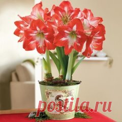 Гиппеаструм: многолетняя выгонка
Тот, кто увидел в магазине цветущий гиппеаструм, вряд ли сможет уйти без покупки. Роскошный, мощный, он поражает яркостью красок и размерами цветка, напоминая о буйстве тропической растительности – где-нибудь в лесах Амазонии.
Но вот он отцвел. Что же делать, расстаться с ним и на следующий год обзавестись новым? Лучше приложите немного усилий, и гиппеаструм будет радовать вас цветением еще не один год. 
Несколько лет я проверяла на собственных гиппеаструмах р