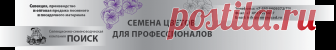 Петуния гибридная Трилоджи