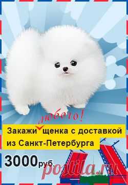 Щенки породы Бигль: фото, цена, купить в питомнике