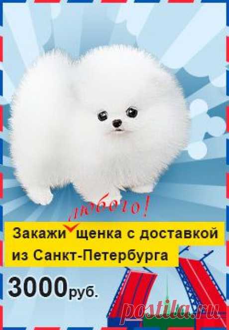 Щенки породы Бигль: фото, цена, купить в питомнике
