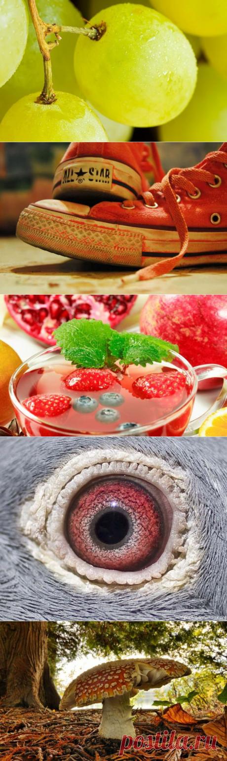 Красота в макрофотографиях.