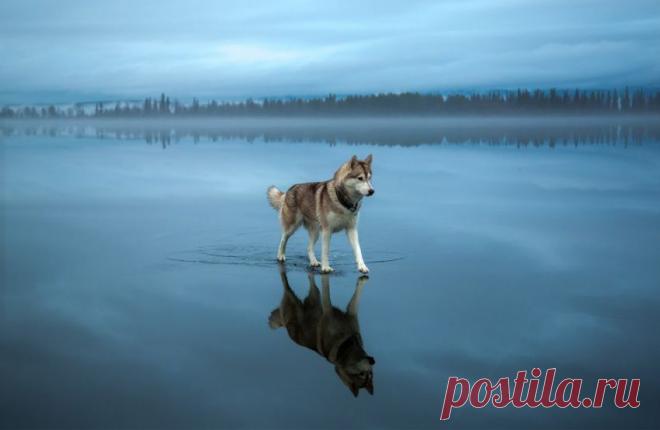 Ходящий по воде