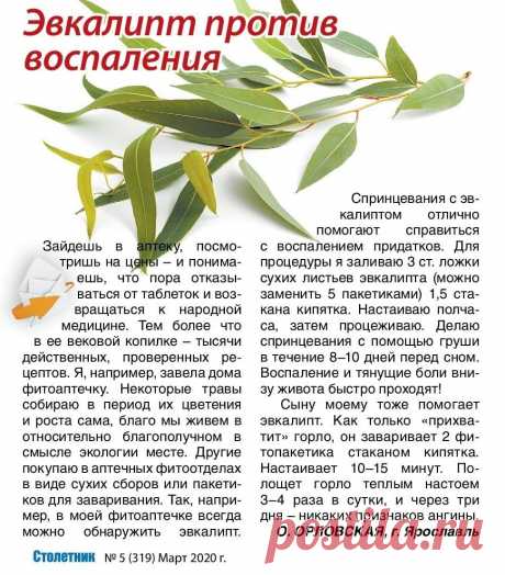 Эвкалипт против воспаления