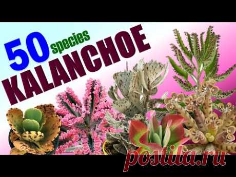 50 KALANCHOE SPECIES | HERB STORIES