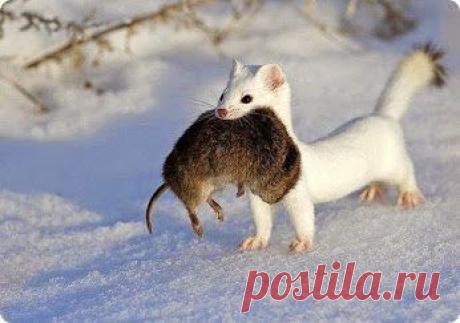 Google+