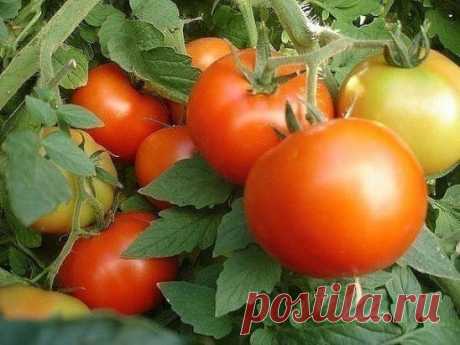 ВЫРАЩИВАНИЕ ПОМИДОР ПО МАСЛОВУ. 
УВЕЛИЧЕНИЕ УРОЖАЯ В 8 РАЗ!
Наблюдая в течение многих лет за развитием томатных растений, я пришел к выводу, что для того, чтобы обеспечить налив большого количества плодов, нужна мощная корневая система.
Увеличить ее я пробовал двумя способами. 
Первый — посадка рассады не вертикально, как это обычно принято, а лежа. В заранее подготовленную борозду укладываю не только корень, но 2/3 стебля, предварительно удалив с этой части листья. Засыпаю слоем почвы в 10-12