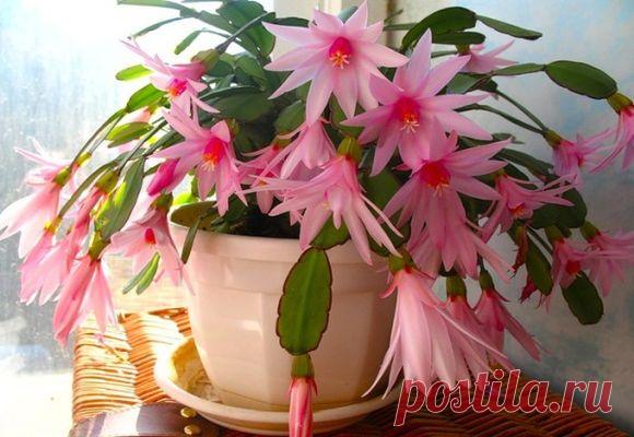 Чтобы «декабрист» радовал Вас цветением — 6 соток