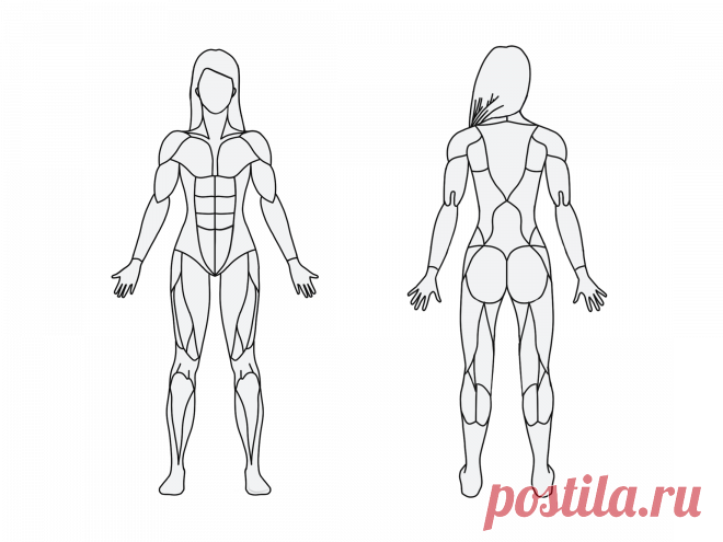MuscleWiki