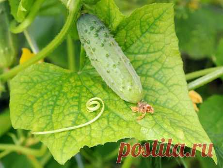 Йод и зеленка увеличат урожай огурцов и спасут от болезней

Всем огородникам хочется выращивать и есть чистые овощи. Поэтому на своем участке стараются как можно реже применять ядохимикаты, пытаются по возможности обходиться народными средствами. Многие из них и в самом деле эффективны. Но не все знают,что обыкновенная зеленка и йод помогут победить огурцам некоторые болезни и дать отличный урожай.

1. Порой огурцы гибнут от прикорневой гнили.
Для этого нужно поливать огур...