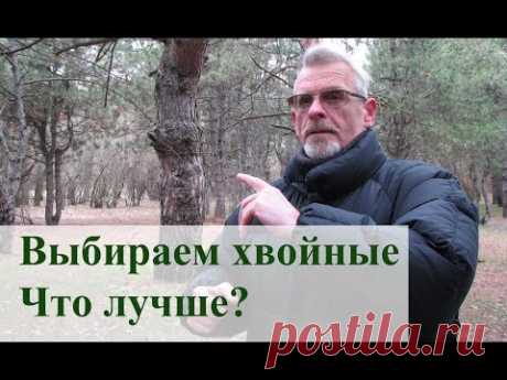 Сосна, ель,туя или можжевельник.  Что выбрать?