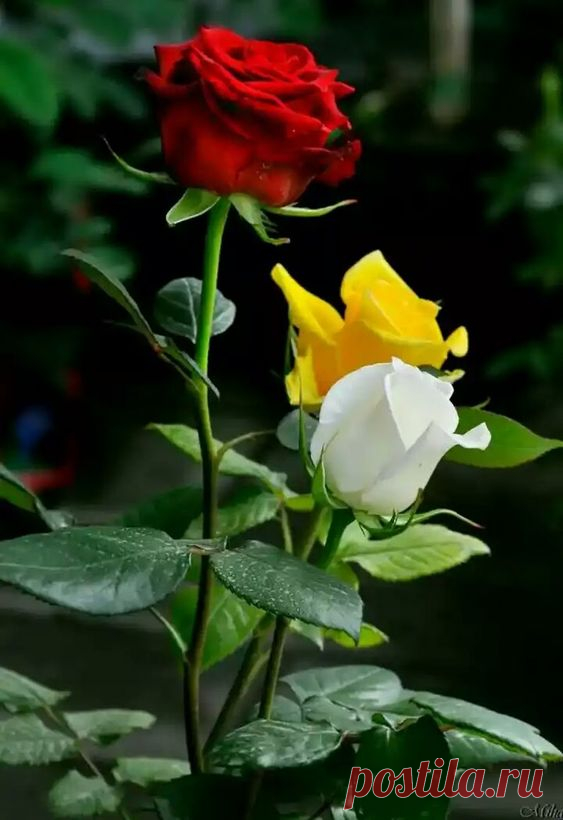 (41) Pinterest