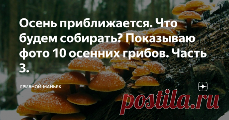 Осень приближается. Что будем собирать? Показываю фото 10 осенних грибов. Часть 3. Привет грибникам и подписчикам канала 🙌🏻
В низинах лес уже начинает играть красно-жёлтыми оттенками )
Осень-осень, лес остыл и листья сбросил. Листву лес конечно ещё не сбросил, но передаться в разноцветные, красочные и красивые наряды уже начал полным ходом. Сегодня разберём третью и последнюю часть статьи о осенних грибах. Напоследок припас список грибов осеннего периода, которые не