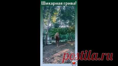 Красавец!