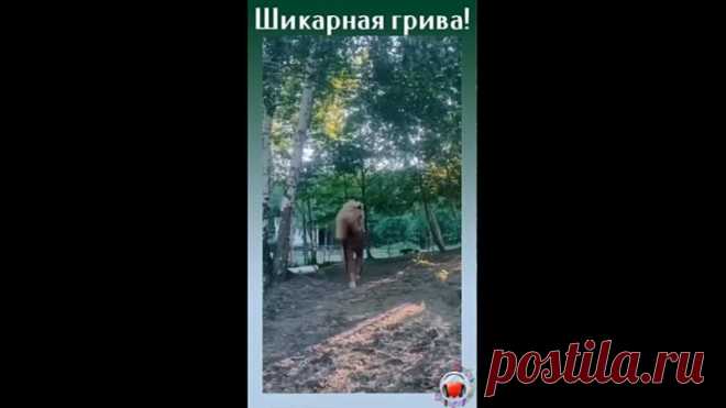 Красавец!