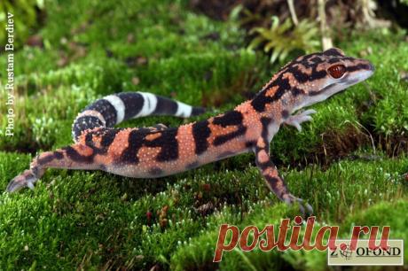 Гониурозавр Goniurosaurus orientalis, Япония.
https://www.iucnredlist.org/details/18917757/0