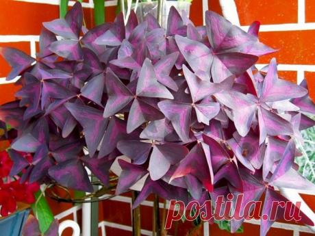 Кислица фиолетовая уход в домашних условиях