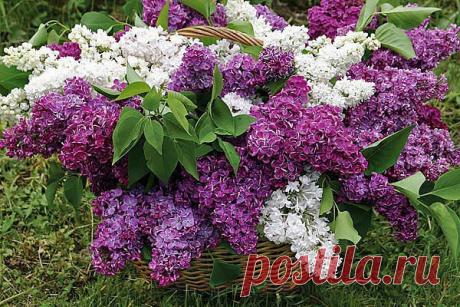 Красивые Цветы  Для Тебя