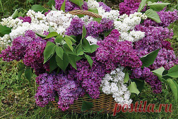 Красивые Цветы  Для Тебя